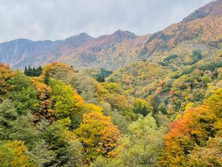 2025年10月31日 苗場山小赤沢三合目付近、小赤沢周辺