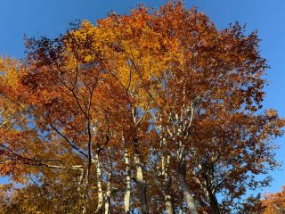 2025年11月4日 野々海高原周辺